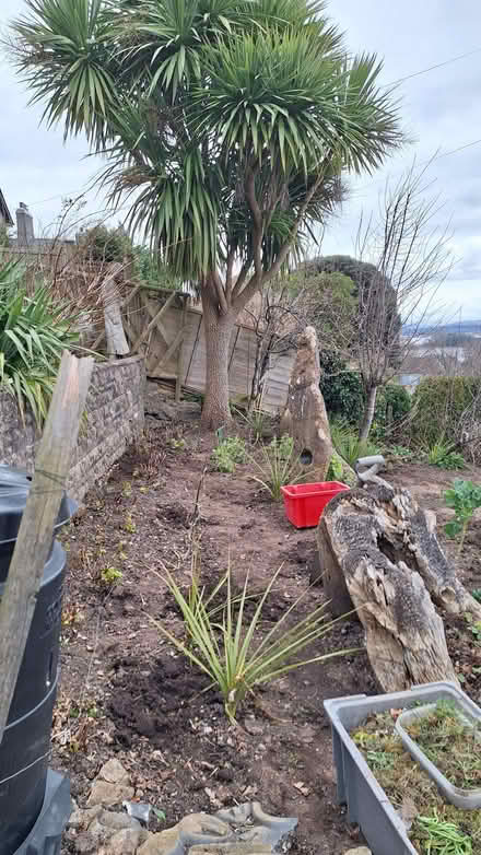 Photo of free Palm tree seedlings (Grange-over-Sands LA11) #1
