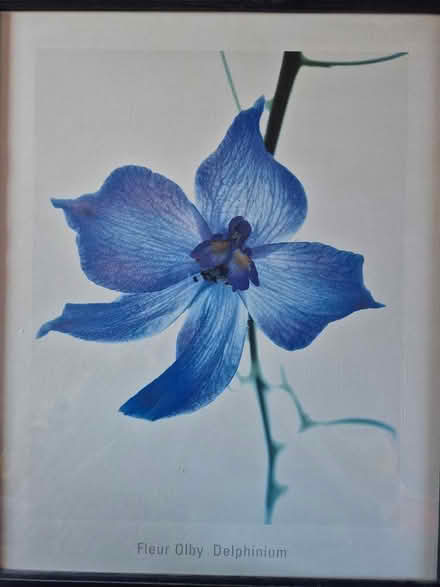Photo of free fleur olby delphinium print (Harley Shute TN38) #2