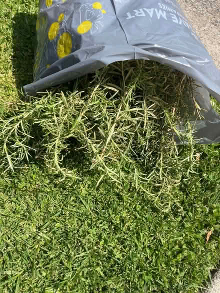 Photo of free Rosemary clippings (East End Alameda) #1