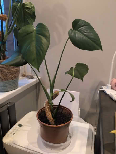 Photo of free Baby swiss cheeseplants (3x) (M6 - near Duchy road/Heights) #3