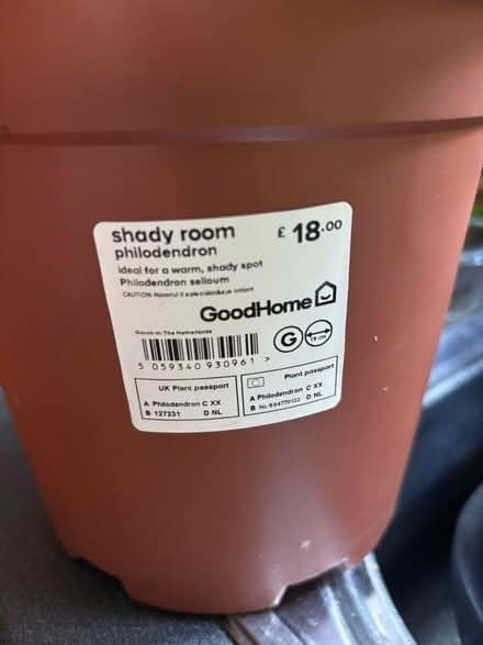 Photo of free House plant. Bought for a shady room but clearly not happy (Mile Oak BN41) #2
