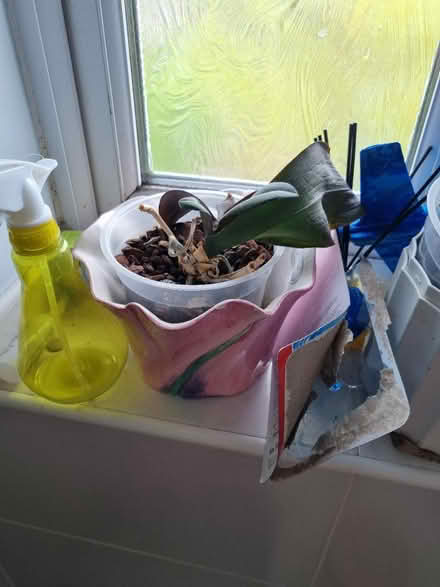 Photo of free Orchids (Speke L24) #4