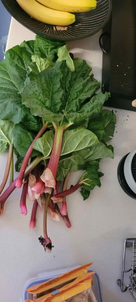 Photo of free rhubarb (PO10) #1