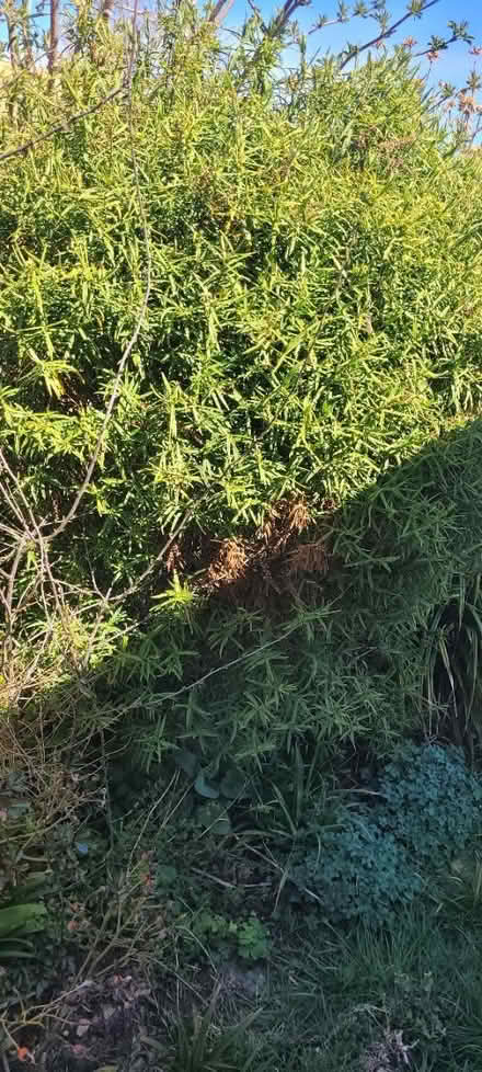 Photo of free Bushes and outdoor plants (PO10) #2