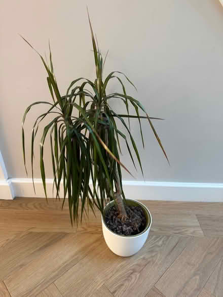 Photo of free House plant (North Tonbridge TN10) #2