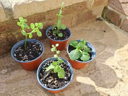 Photo of free Kalenchoe plantlets x4 (Stanstead Abbotts SG12) #1