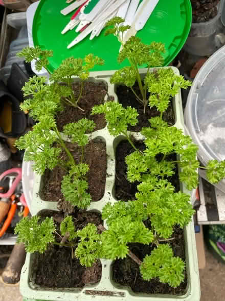 Photo of free Curly parsley plants (South Hounslow off Central Av) #1