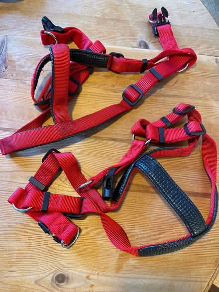 Photo of free Large dog harnesses & small lead (Wimbledon Park SW19) #1