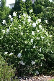 Photo of free Rose of Sharon tree (Fort Greene) #2