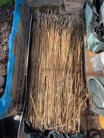Photo of free Basket-making straw and willow strips (Botley OX2) #2