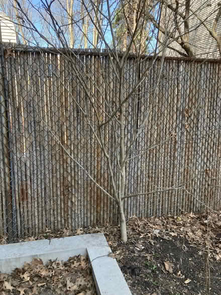 Photo of free Rose of Sharon tree (Fort Greene) #1