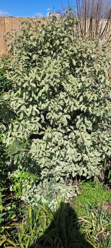 Photo of free Bushes and outdoor plants (PO10) #4