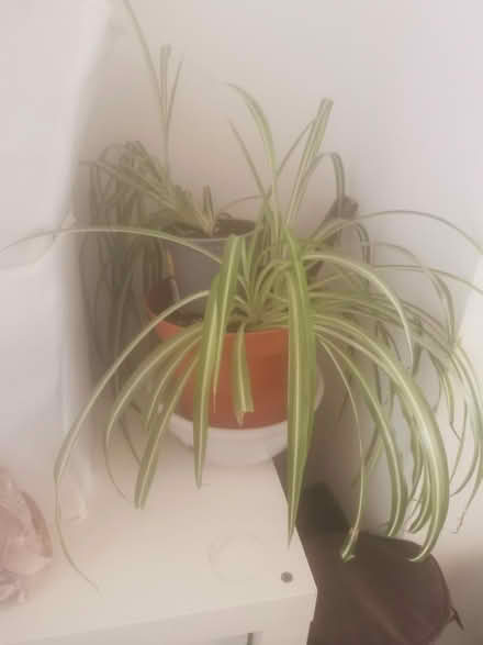 Photo of free Two spider plants (Ore TN35) #1