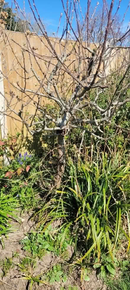 Photo of free Bushes and outdoor plants (PO10) #3