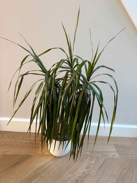 Photo of free House plant (North Tonbridge TN10) #1