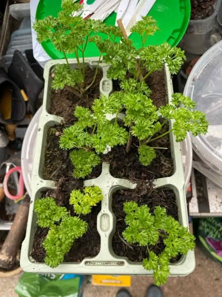 Photo of free Curly parsley plants (South Hounslow off Central Av) #2