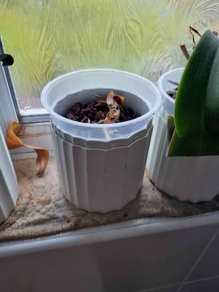 Photo of free Orchids (Speke L24) #2