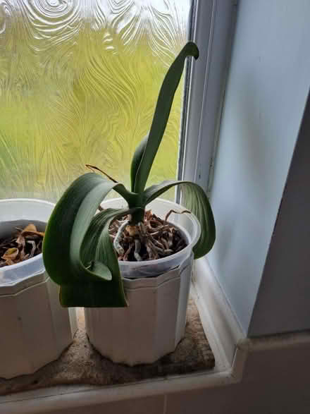 Photo of free Orchids (Speke L24) #1