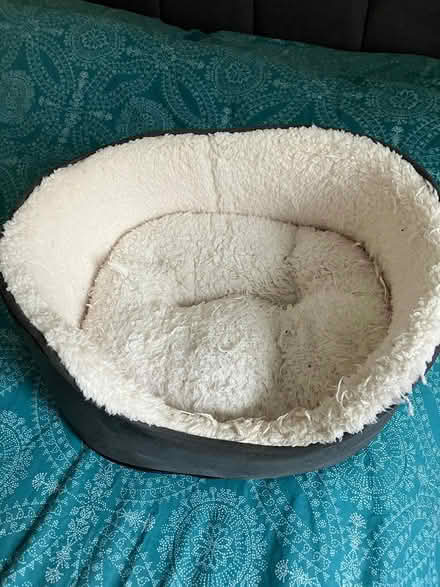 Photo of free small dog bed (Kenilworth CV8) #1