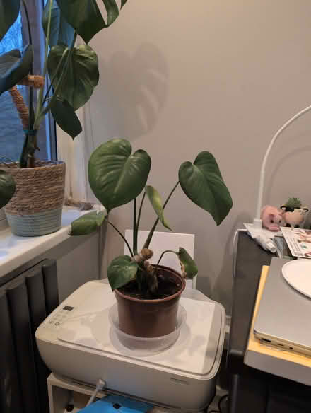Photo of free Baby swiss cheeseplants (3x) (M6 - near Duchy road/Heights) #1