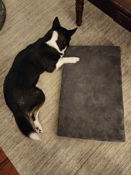Photo of free Small sized BARK pet bed (Fort Hill/Roxbury) #1