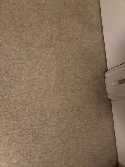 Photo of free Beige carpet (Wheatley OX33) #3