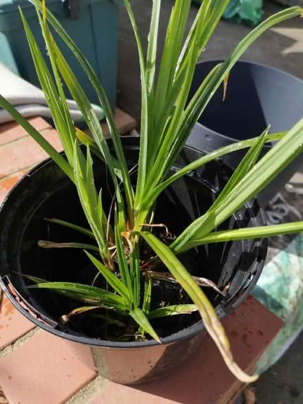 Photo of free 2 young pendulous sedge plants (Henley-on-Thames RG9) #1