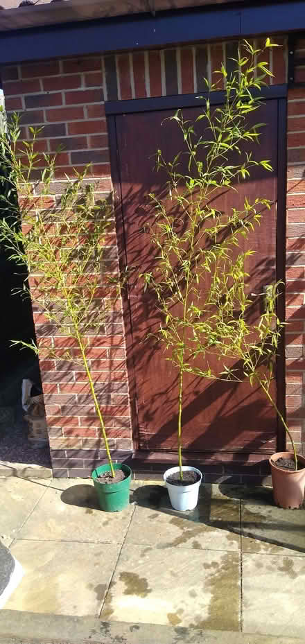 Photo of free Bamboo plants x 3 (Morley DE21) #1