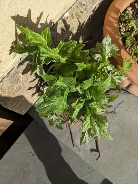 Photo of free Plants: eryngium, day lilies, violets (Bradford on Avon BA15) #2