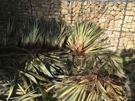 Photo of free Phormium Tenax clumps/ roots (Stroud) #1