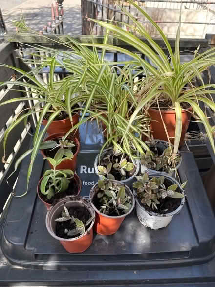 Photo of free Houseplants (E8) #1