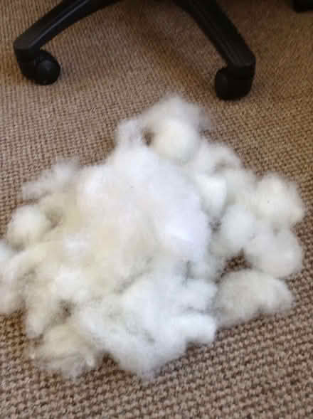 Photo of free Small amount of soft toy filling (Upper Bevendean BN2) #1