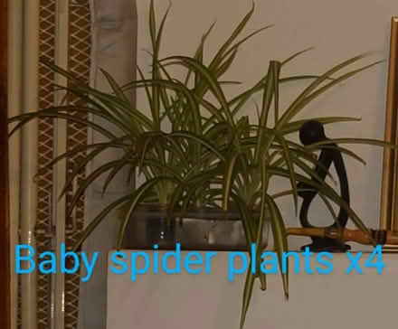 Photo of free Spider plants x4 (Boscombe, BH5) #1