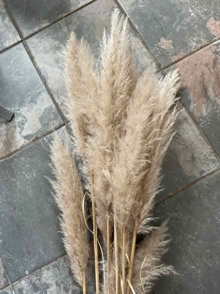 Photo of free Pampas Grass (Solihull B91) #1