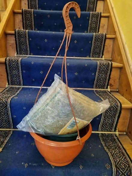 Photo of free hanging basket (CM2 springfield, chelmsford) #1