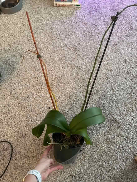 Photo of free 2 orchid plants (Laurel, MD) #3