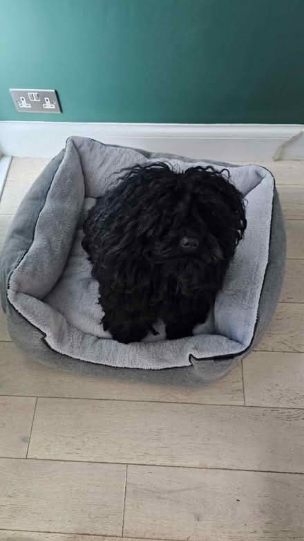 Photo of free Dog beds (B13, Billesley) #1