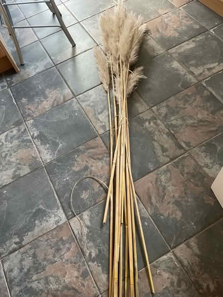 Photo of free Pampas Grass (Solihull B91) #2