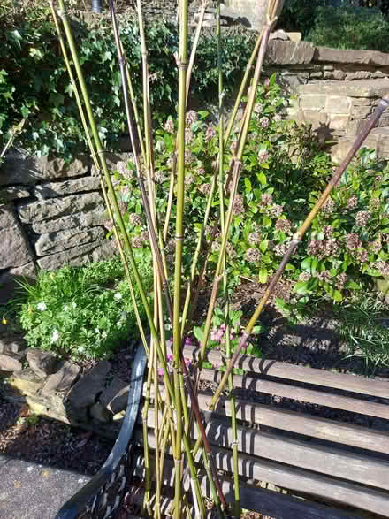 Photo of free Bamboo canes (Dronfield S18) #1