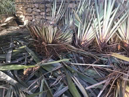 Photo of free Phormium Tenax clumps/ roots (Stroud) #2