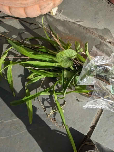 Photo of free Plants: eryngium, day lilies, violets (Bradford on Avon BA15) #1
