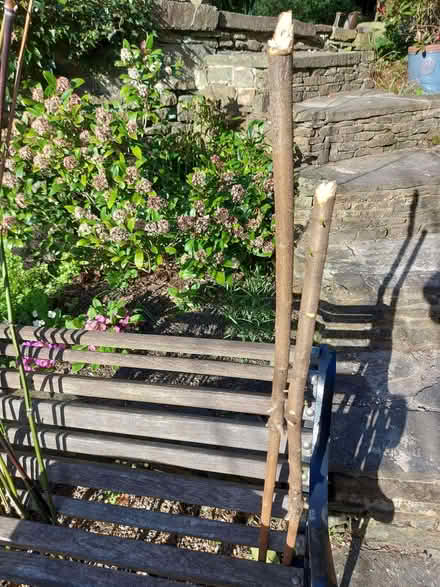 Photo of free Bamboo canes (Dronfield S18) #2