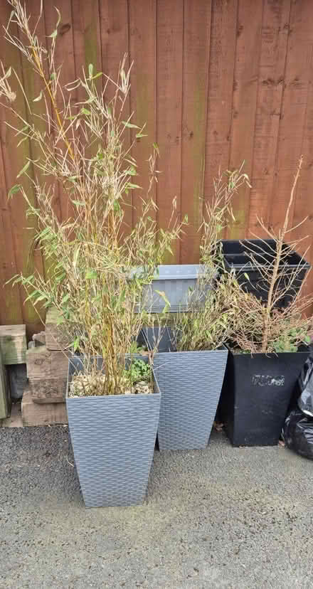 Photo of free Plants (CH65) #1