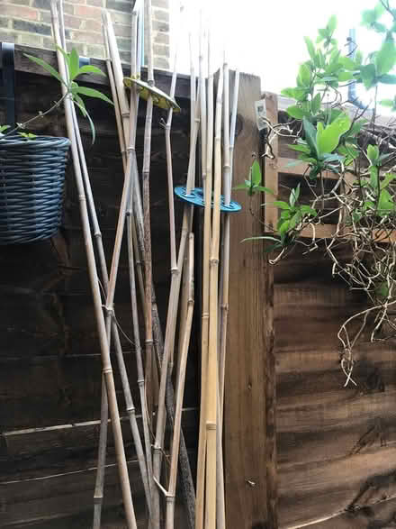 Photo of free Garden canes (St Albans) #1