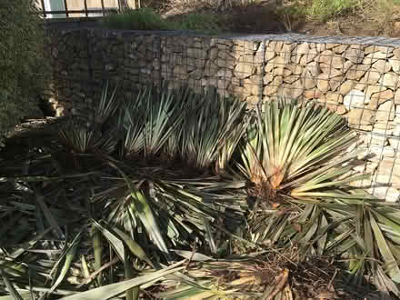 Photo of free Phormium Tenax clumps/ roots (Stroud) #3