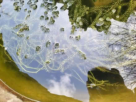 Photo of free Oxygenating pond weed (Belper DE56) #1