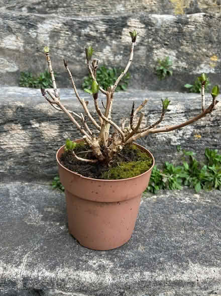 Photo of free Small hydrangea (South Woodchester GL5) #1