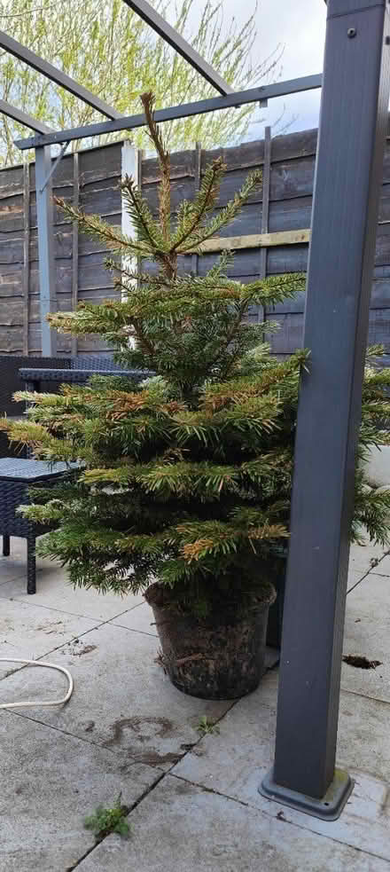 Photo of free Tree (M7 Salford) #1