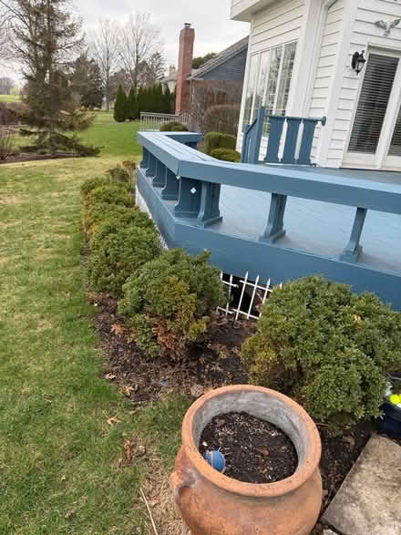 Photo of free Bushes (Plainfield and Bailey, Darien) #1