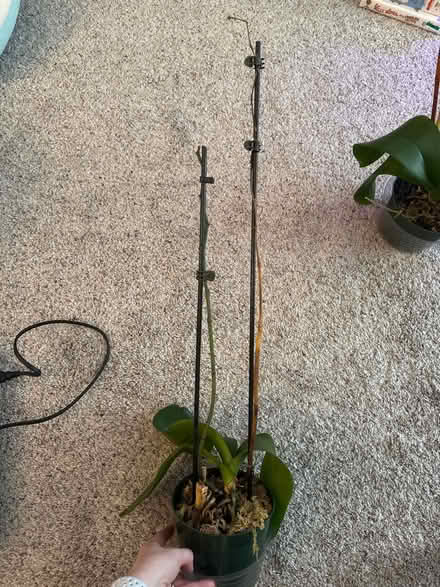 Photo of free 2 orchid plants (Laurel, MD) #2